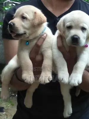 Labrador Retriever Puppies