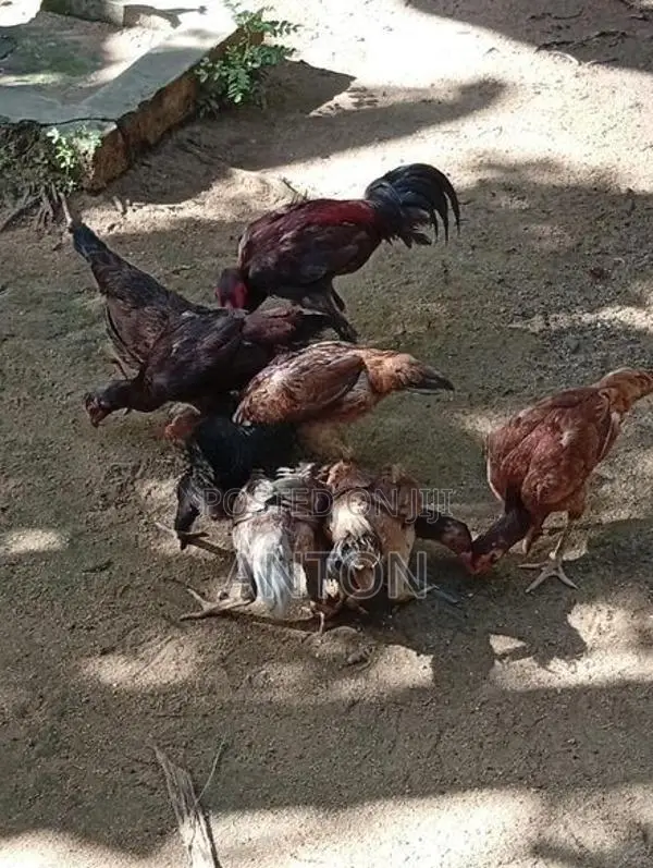 Aseel Hens