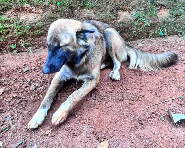 German Shepherd