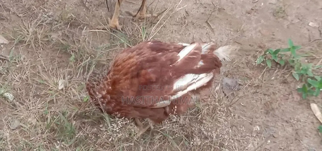 Farm Hen
