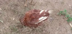 Farm Hen
