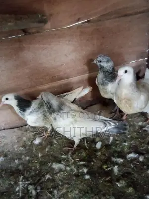 පරවියෝ