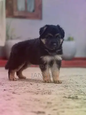 German Shepherd Female