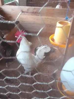 ගම් කුකුලන්