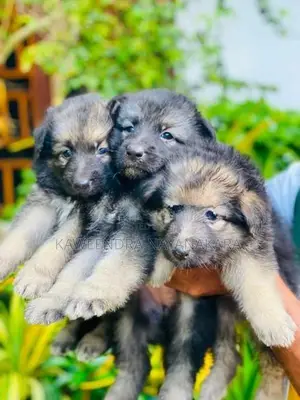 German shepherd