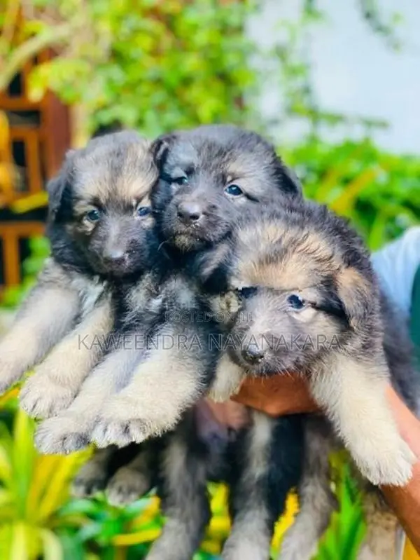 German shepherd