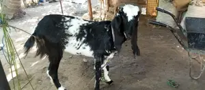 யமுனாபாரி ஆடு