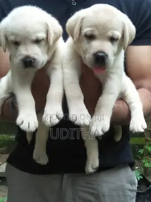 Labrador Retriever Puppies