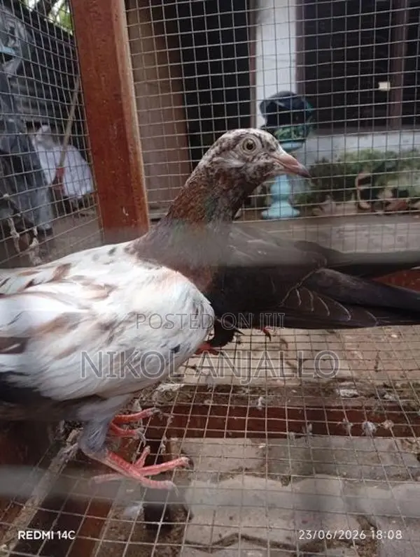 Pigeons