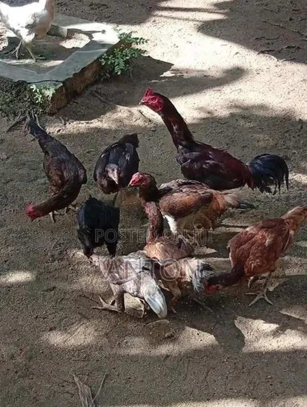 Aseel Hens