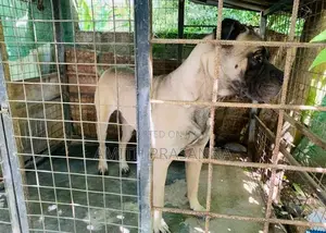 Bullmastiff Dog