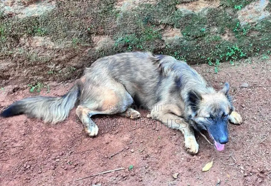 German Shepherd