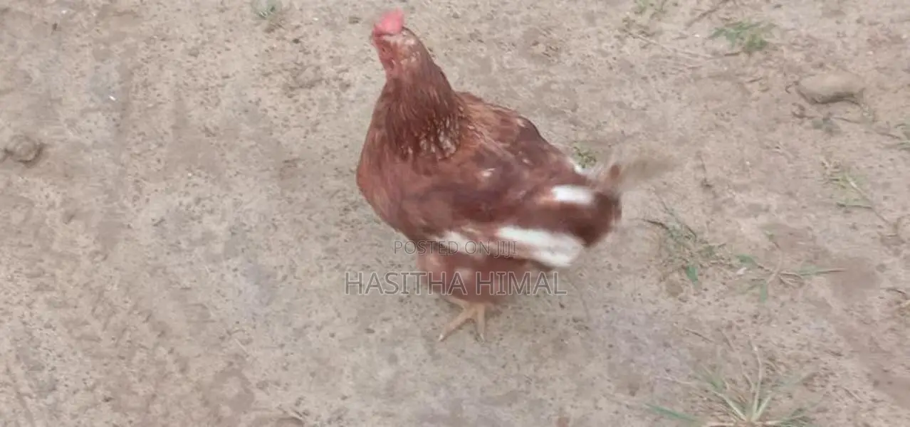 Farm Hen