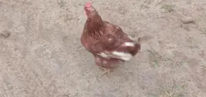 Farm Hen