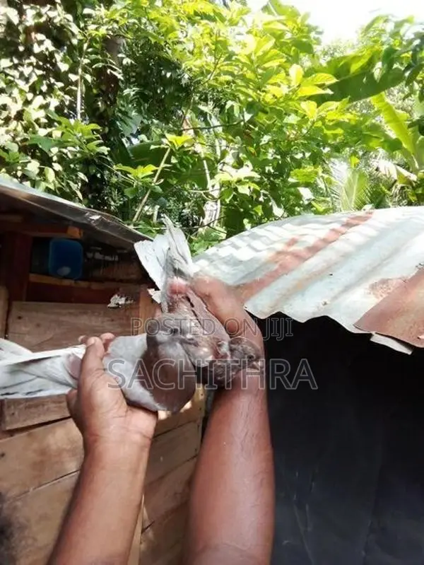 පරවියෝ