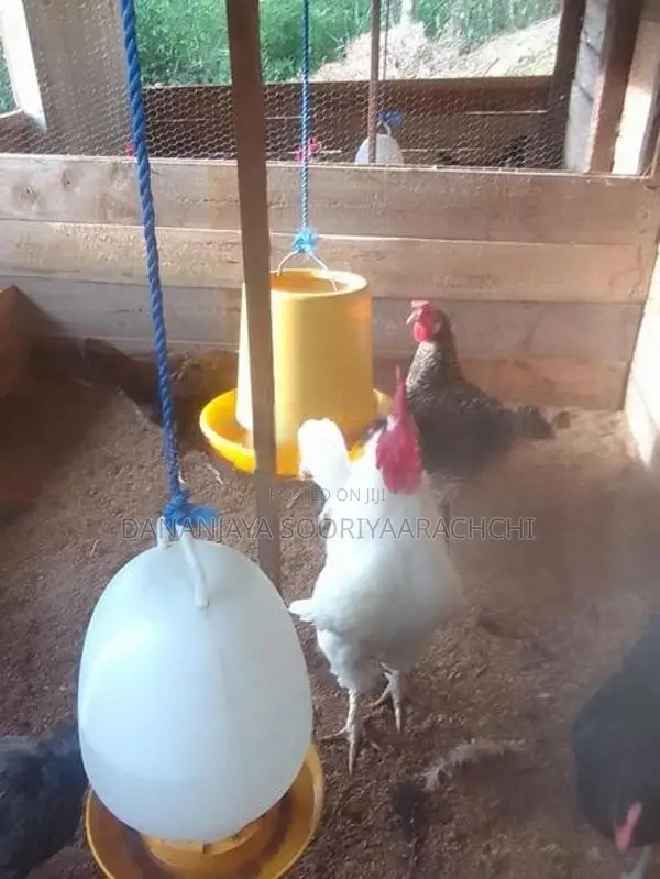 ගම් කුකුලන්