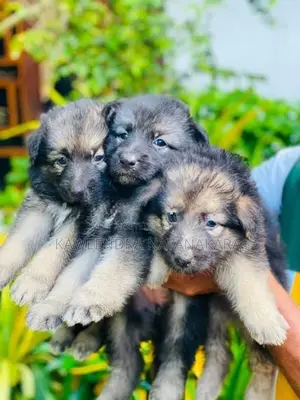 German shepherd