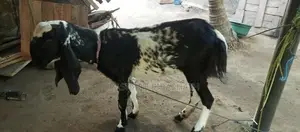 யமுனாபாரி ஆடு