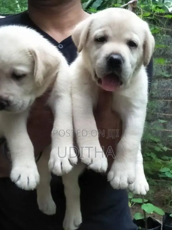 Labrador Retriever Puppies