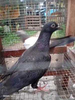 Pigeons