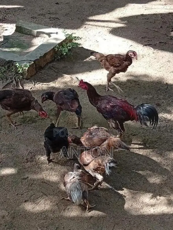 Aseel Hens
