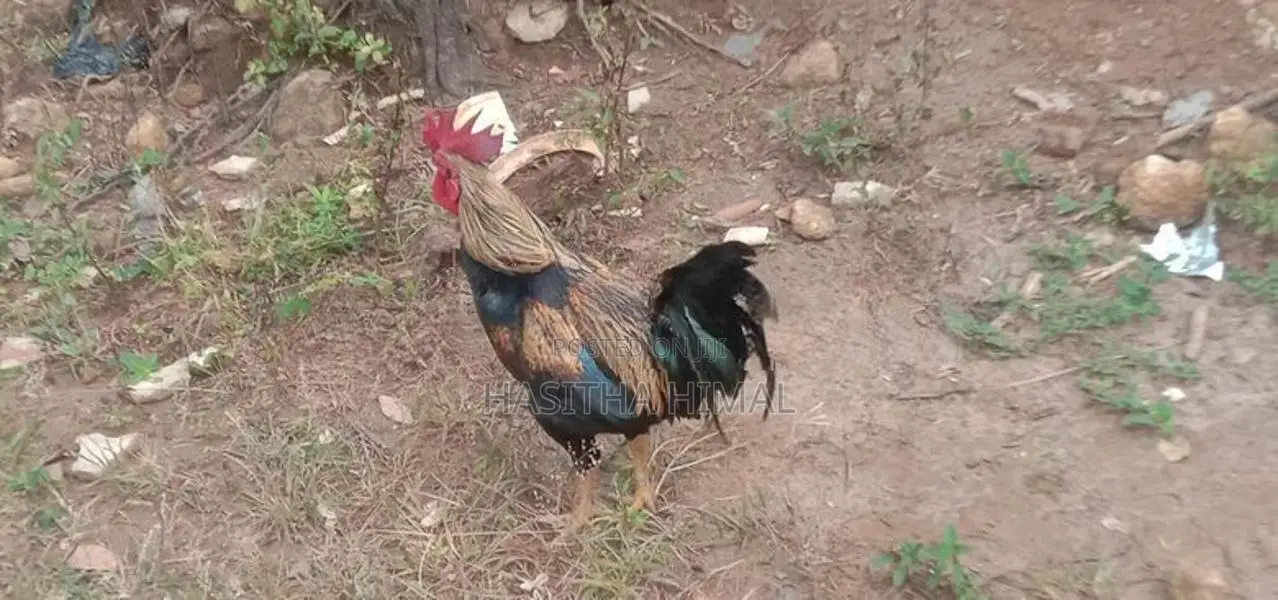 Farm Hen