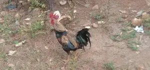 Farm Hen