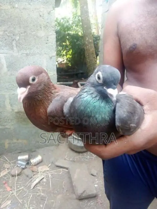 පරවියෝ