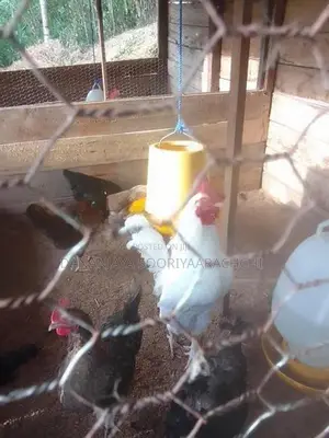ගම් කුකුලන්