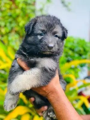 German shepherd