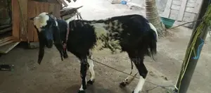 யமுனாபாரி ஆடு