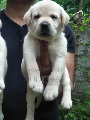 Labrador Retriever Puppies