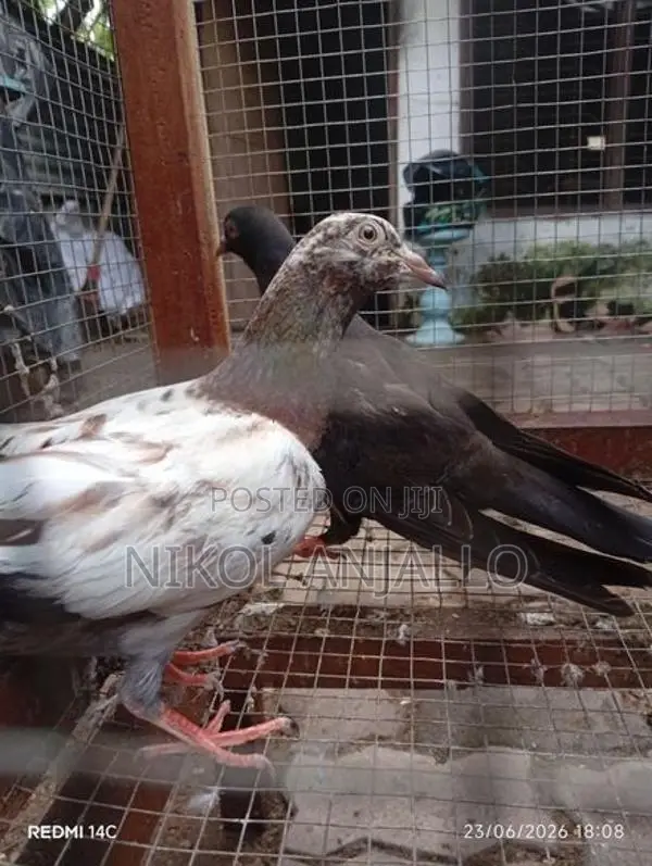 Pigeons