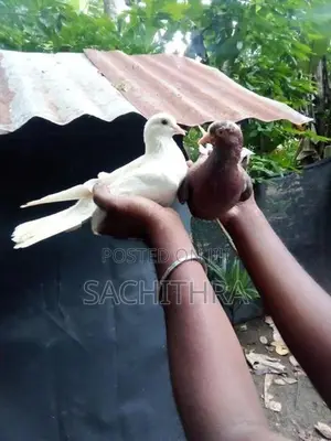පරවියෝ