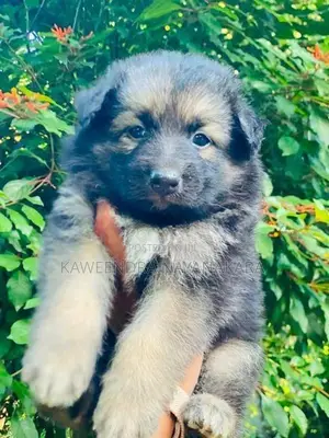 German shepherd