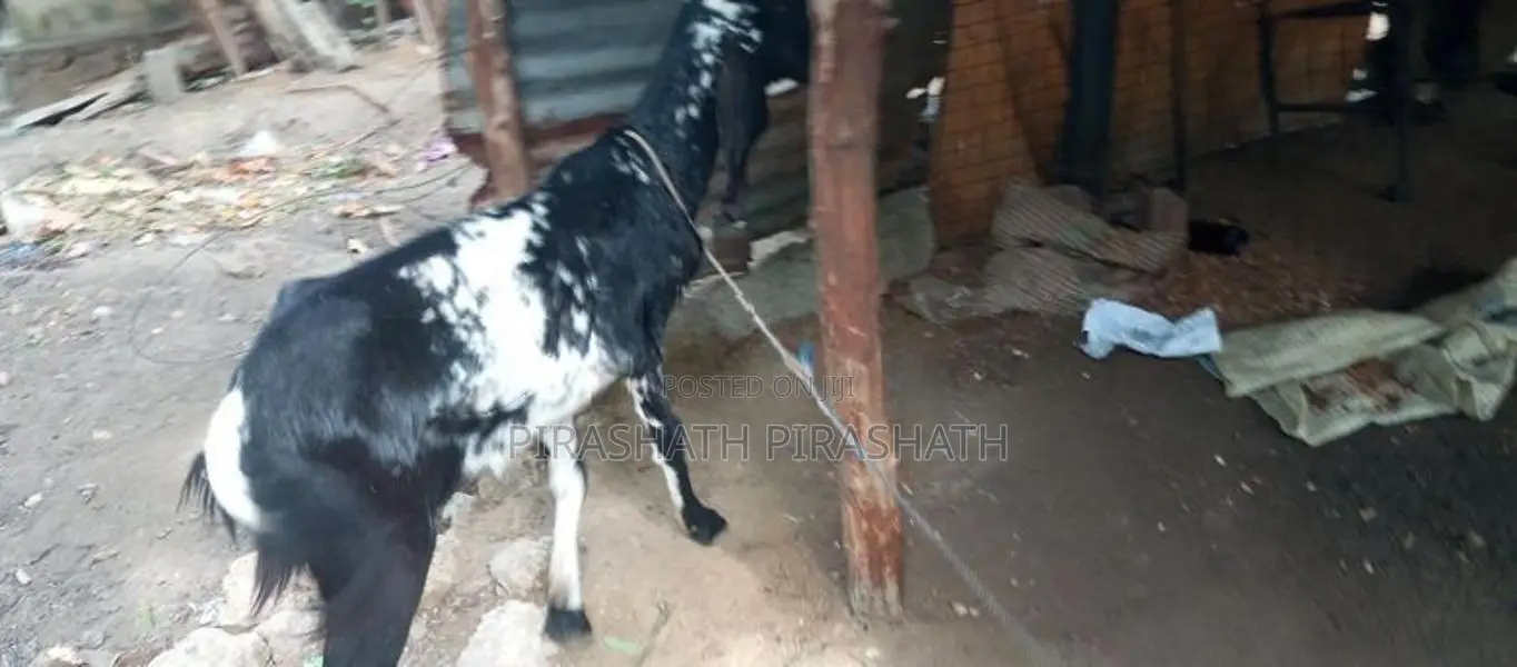 யமுனாபாரி ஆடு