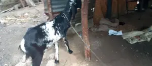 யமுனாபாரி ஆடு