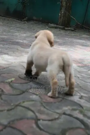Labrador Retriever Puppies