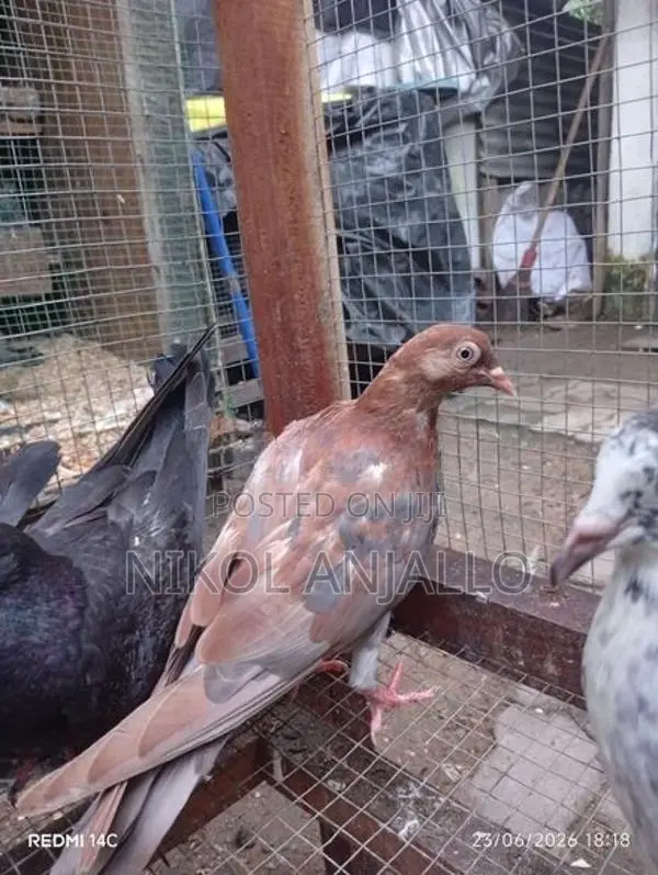 Pigeons