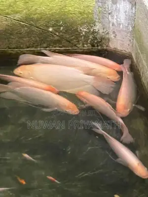 gurami fish