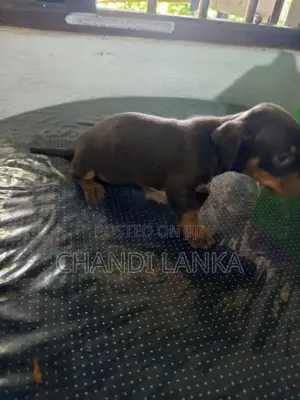 Dachshund බලු පැටව්න් විකිණීමට ඇත