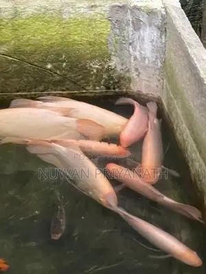 gurami fish