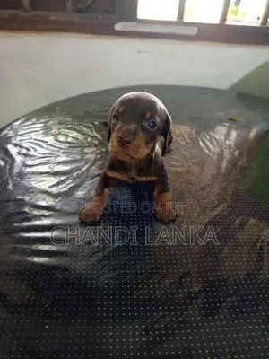 Dachshund බලු පැටව්න් විකිණීමට ඇත