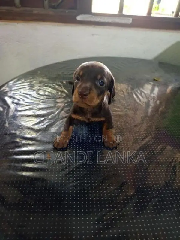 Dachshund බලු පැටව්න් විකිණීමට ඇත
