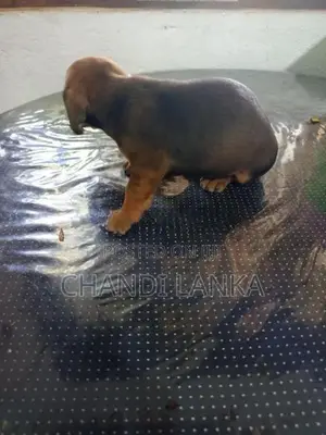 Dachshund බලු පැටව්න් විකිණීමට ඇත