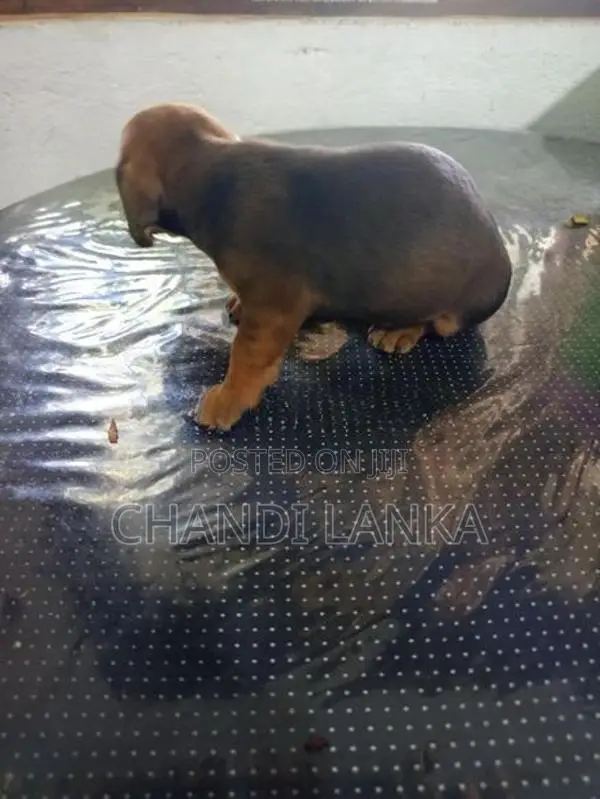 Dachshund බලු පැටව්න් විකිණීමට ඇත