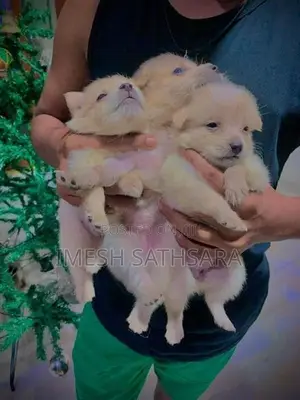 pomanariyan dogs