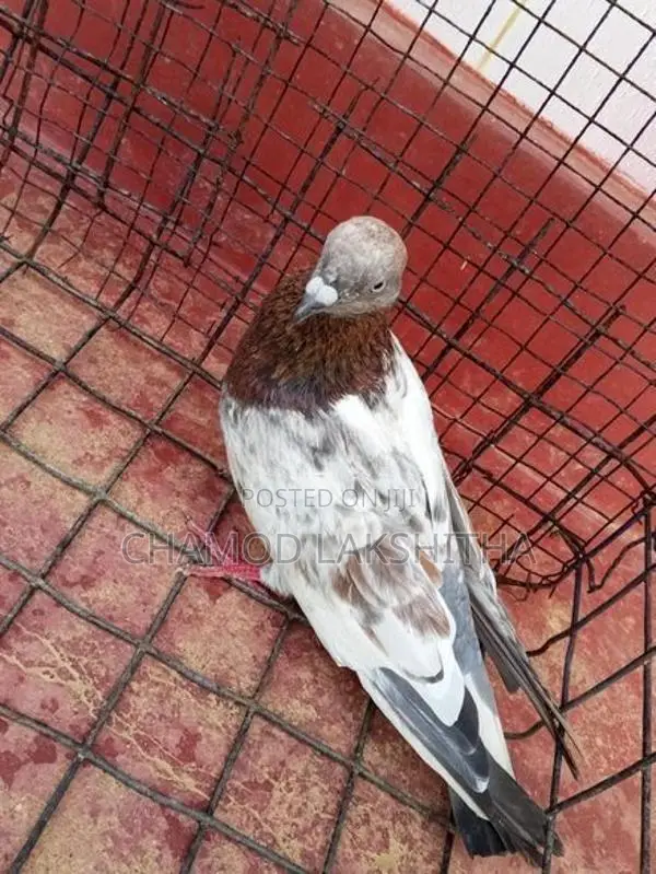 Pigeon