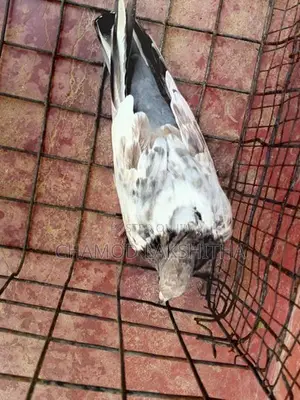 Pigeon
