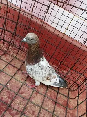 Pigeon